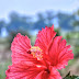 Red Big Flower fill up with Yellow