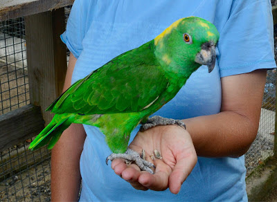 Feeding a Parrott