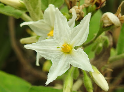 萬桃花的花