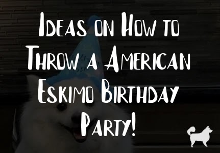 Ideas on How to Throw a American Eskimo Birthday Party!
