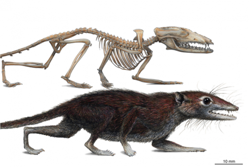 Los fósiles transicionales entre los mamíferos marsupiales y los mamíferos placentarios datan del jurásico como este espécimen de Jurama sinensis.