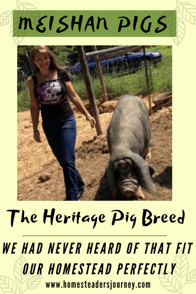 The Heritage pig breed perfect for our homestead: Meishan pigs