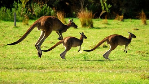 Kanguru atau Kangaroo hewan  khas Australia 