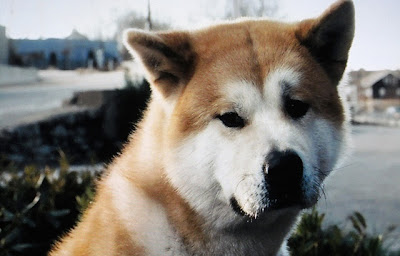 Akita Inu Dog