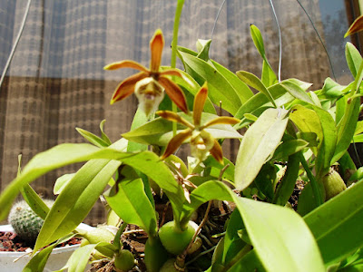 Prosthechea pterocarpa - Winged Seedpod Prosthechea care