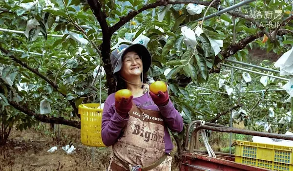 ▲撐起和平區原民部落家庭的甜柿採收了，本次活動將設攤参展。（中彰投分署提供）
