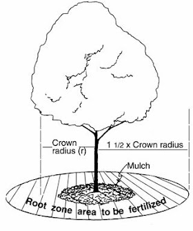 How to fertilize trees #Gardening