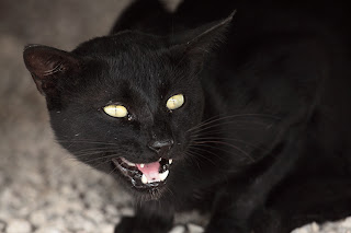 Big Cats - Black Cat on wildlife photo and Animal Pictures- 1545