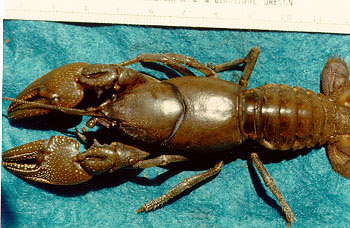 Cambarus (Cambarus) bartonii cavatus