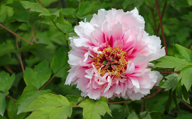 Peony Flowers Pictures