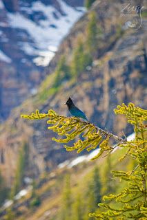Steller's Jay bird Banff National Park Canada