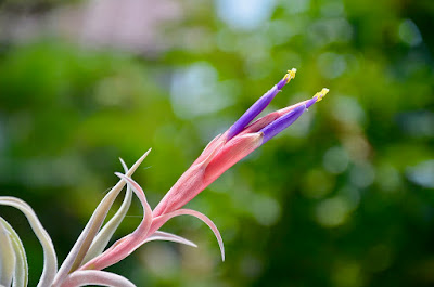 Tillandsia harrisii care and culture