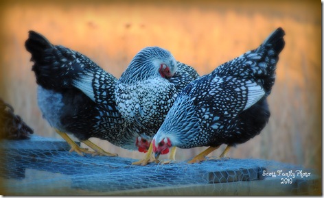 hens