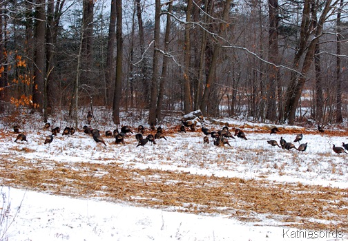6. lots of turkeys-kab