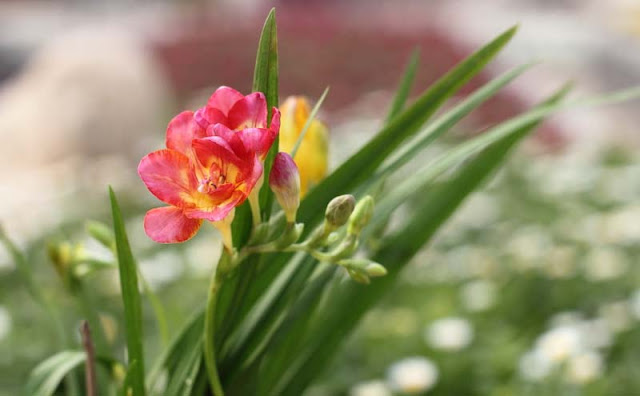 Freesia Flowers Pictures