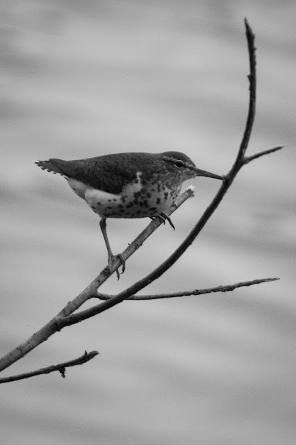 Spotted Sandpiper, Smith Oaks Sanctuary