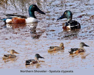 "A collage of the Northern Shoveler, showcasing these large ducks gracing the Mount Abu duck pond."