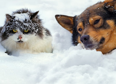 http://www.petmd.com/dog/parasites/do-fleas-survive-winter