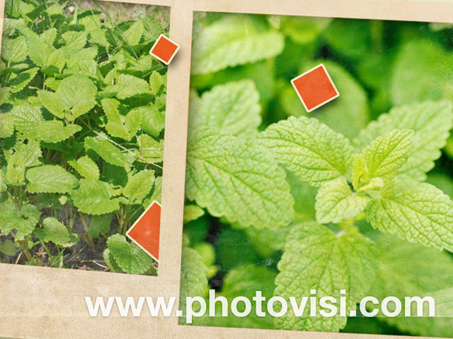 lemon balm - used for anxiety