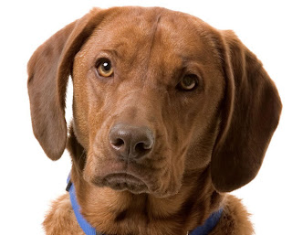labrador retriever dog info puppy wallpaper animal pets