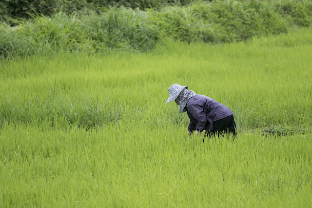 Paesaggi e risaie tra Chiang Rai e Chiang Mai