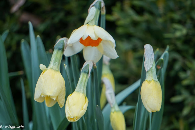 Photo of Daffodils in early Spring