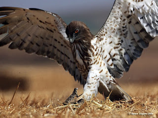 الطيور البرية