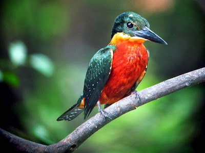 Martín pescador verdirrufo Chloroceryle inda