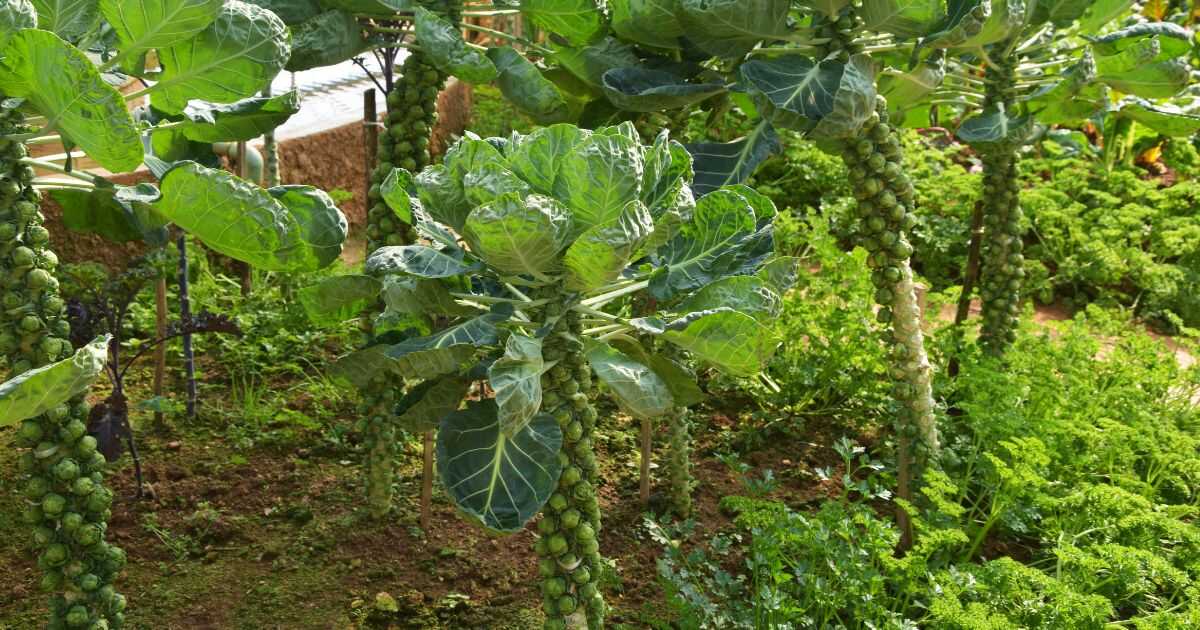 How to Grow Brussel Sprouts