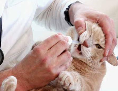 Memberikan Vitamin untuk Kucing