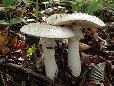 Amanita echinocephala muchomor jeżowaty