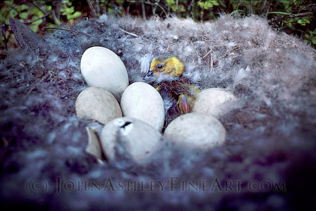 Canada Goose hatchling (c) John Ashley