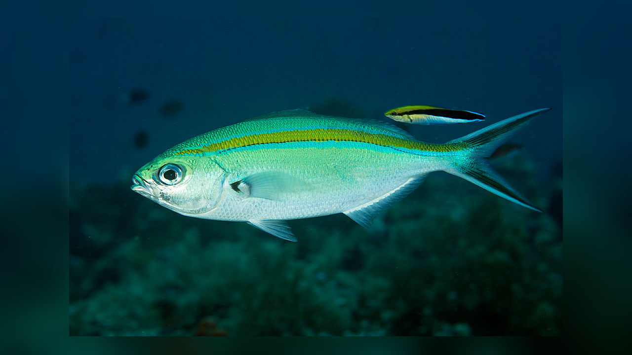 Jenis Jenis Ikan  Air Laut  Ekonomis Penting Bagian 14 