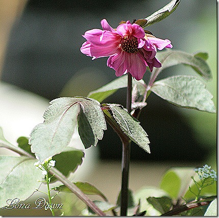 Redskin_Dahlia2