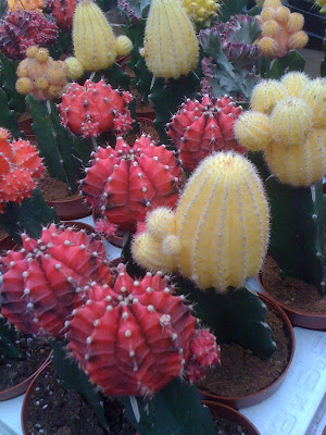 Amsterdam Flower Market, cacti, cactus, grafted cactus