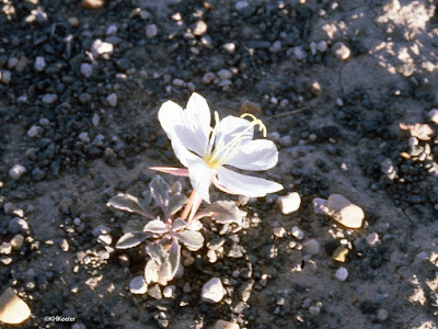 Oenothera, Arizona