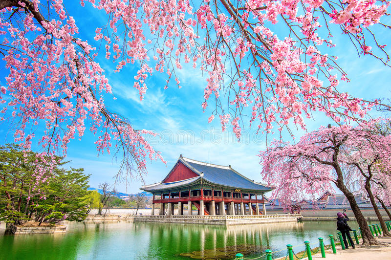 قصور سيول تفتح أزهار الكرز في كوريا الجنوبية 2023