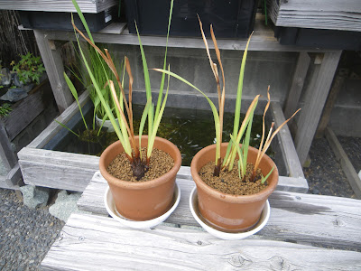 花菖蒲 ハナショウブ の鉢植えの育て方 株分け 植え替え 芽吹き 開花 メダカの大工