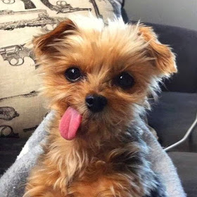 Cute dogs - part 32 (50 pics), dog pictures, adorable dogs