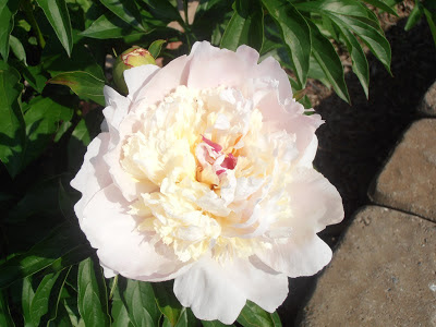 Madame Calot peony in full bloom