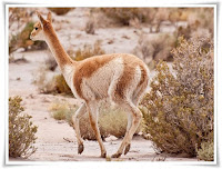 Vicuna Animal Pictures