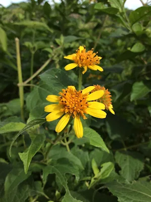 Flores de Tilesia baccata