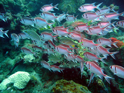 Banc de poissons