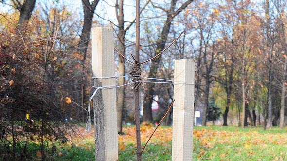 Staking young trees to avoid weather damage