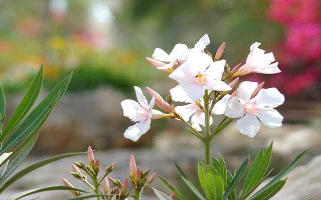 white flowers