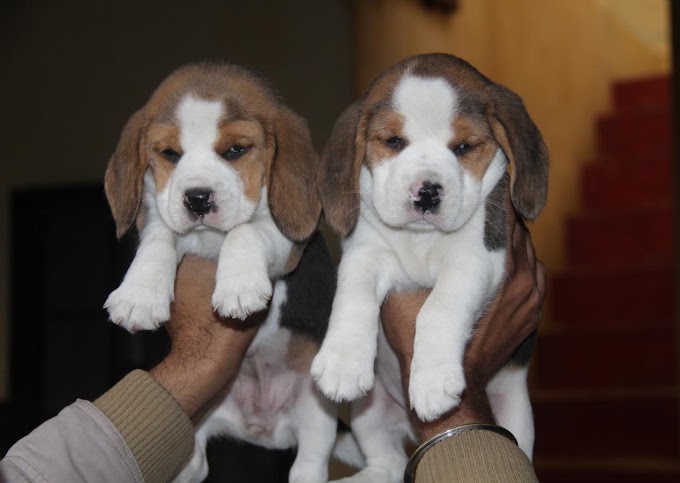 Meet this cute and playful Beagle puppy!