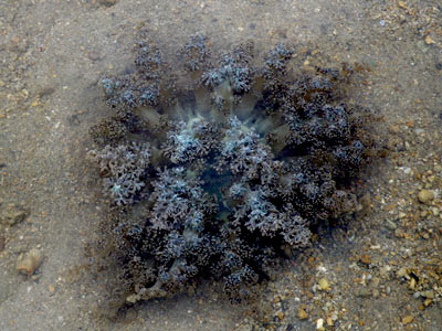 Hell's Fire Sea Anemone (Actinodendron sp.)