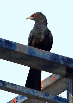 Asian Koel