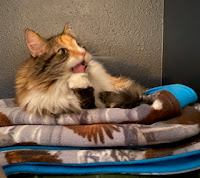 A cat washing its paw