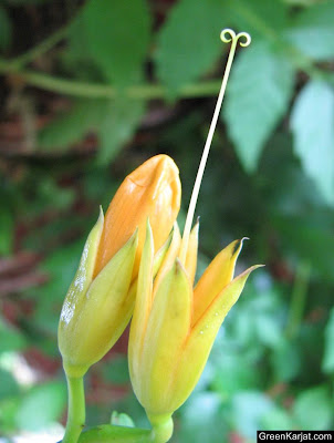 trumpet creeper or trumpet vine or campsis radicans